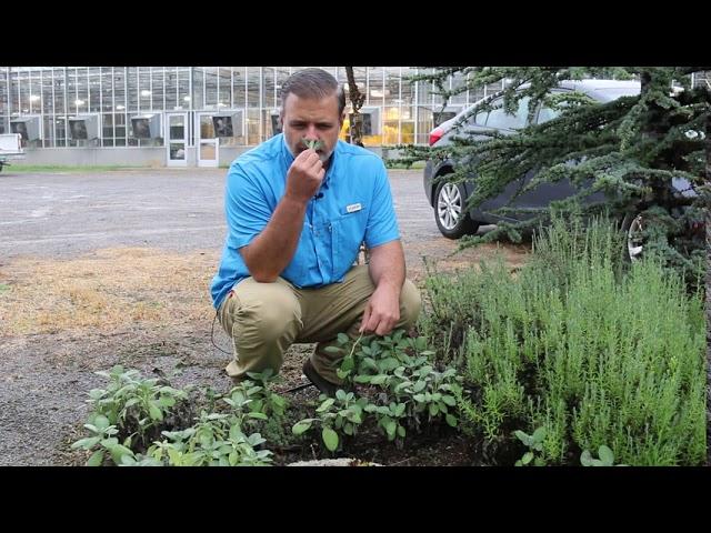 Common sage (Salvia officinalis) - Plant Identification