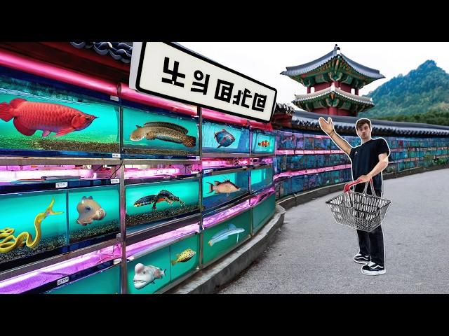 KOREA FISH STORE TOUR!