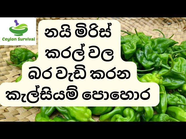 කැල්සියම් පොහොර මගින් කරල් වල බර වැඩි කරමු /calcium fertilizer /Ceylon Survival