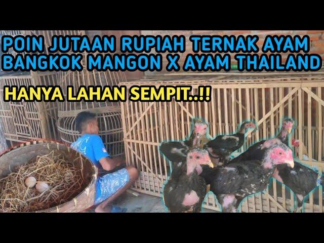 SUPER..!! SUKSES TERNAK AYAM BANGKOK X MANGON SKALA RUMAHAN | Ternak Ayam Kampung