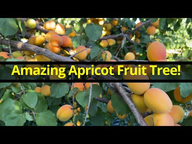 Amazing Apricot Fruit Tree 2021