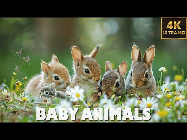 CUTE ANIMALS4K Nature Relaxation Films (60FPS) | Jazz Music & Relax Fire Crackling Sounds 