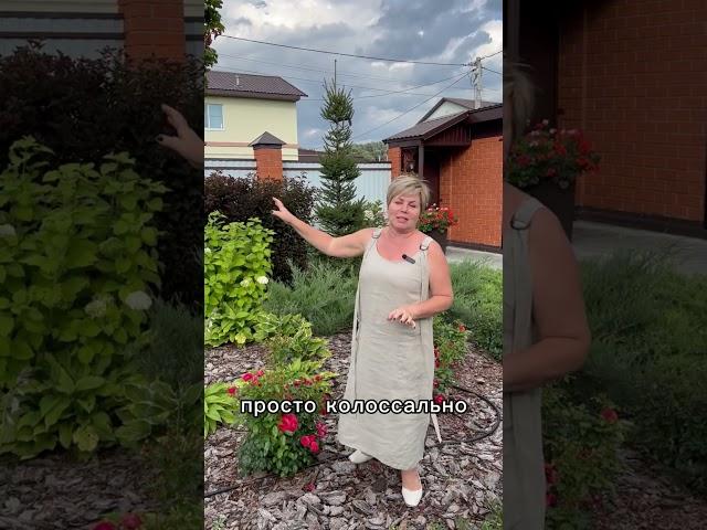 ЛУЧШИЕ РАСТЕНИЯ ДЛЯ ЖИВОЙ ИЗГОРОДИ