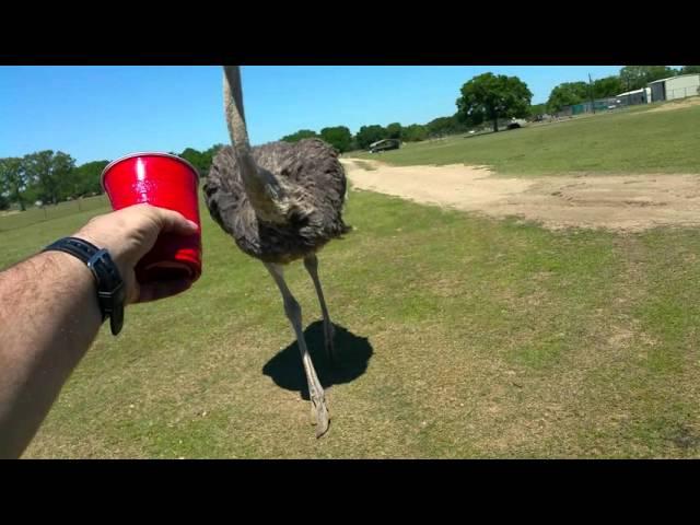 When Ostriches Attack!  Feeding the Ostrich!