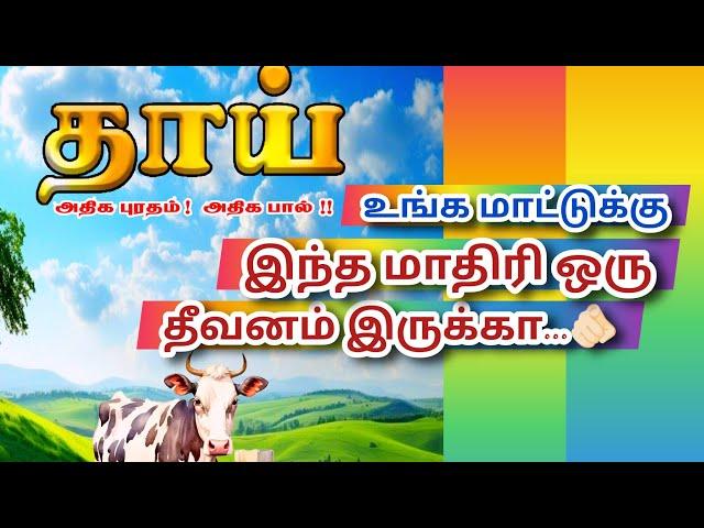 இந்த மாதிரி மாட்டு தீவனம் இருக்கா உங்க மாட்டுக்கு ஒரு தடவை போட்டு பாருங்க