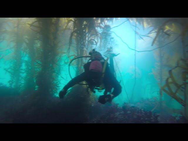 Breakwater Sci Dive Project