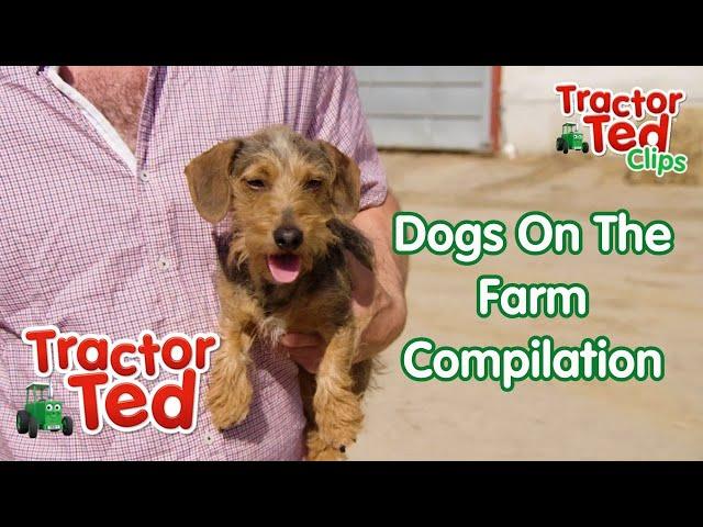 Let's Look At Dogs & Puppies On The Farm  Tractor Ted Clip Compilation