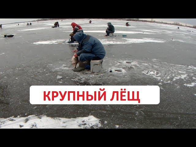 Крупный лещ зимой. Ловля леща зимой.