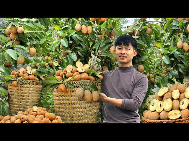 120 Days Harvest Sapodilla, Thai Jackfruit, Big Bananas in forest Go To Market Sell - Thanh Trieu TV