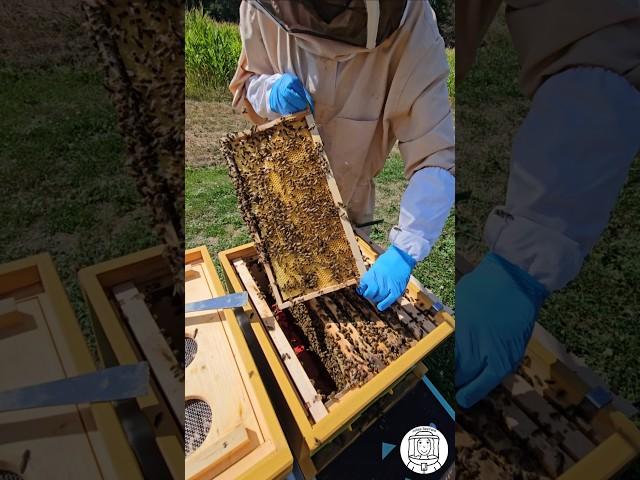 Bees Drawing Out Foundation: Brood Frame Comb Building ‍️ #bee #beekeeping #beekeeper #imkern