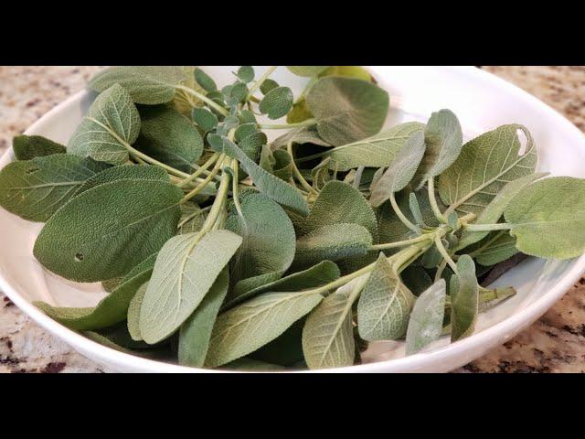 SAGE HEALTH BENEFITS ~ MAKING SAGE ELIXER AND TINCTURE