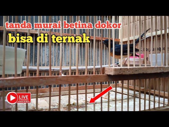 STREAMING murai betina dokor apa bisa di Ternak ?