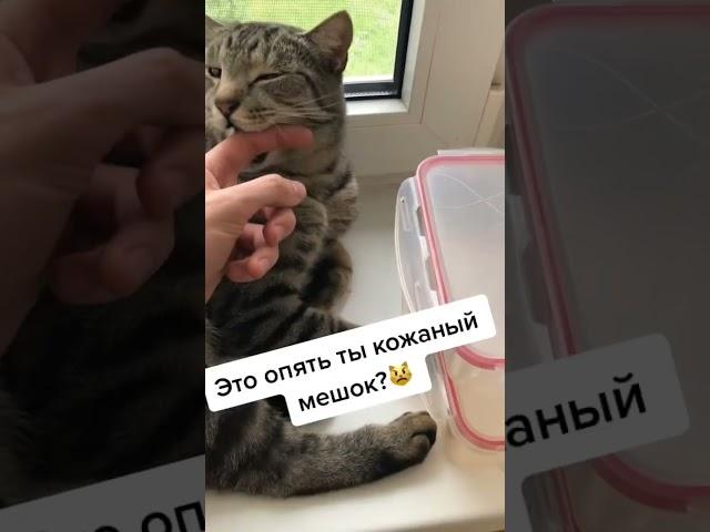 Когда котик сладко зевает невозможно устоять