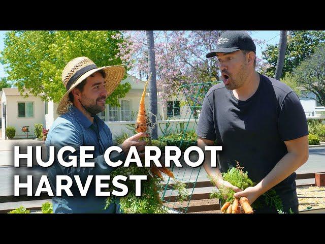 We Harvested TOO MANY Carrots and Turnips!