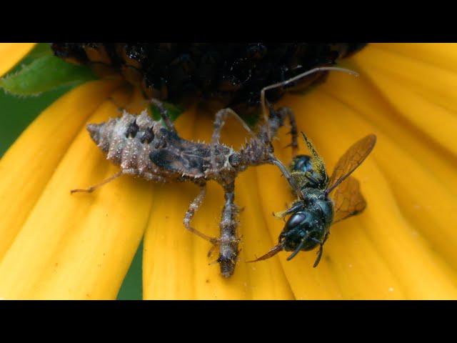 Spined Assassin Bug Eating Wasp, Jagged Ambush Bug, Maggot Fly & Other Insects