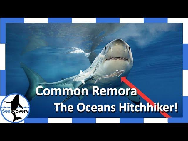 The Oceans hitchhiker.: The Common Remora (Remora remora)