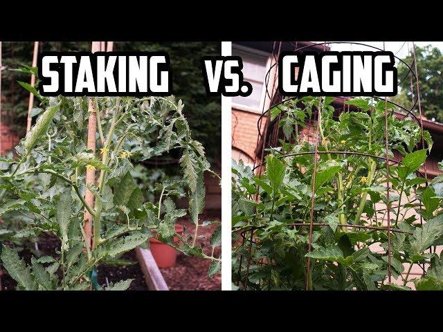 Staking vs. Caging Tomato Plants - PROS and CONS of Each Method | How to Support Tomato Plants