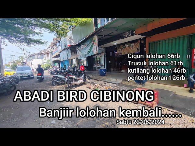 Update stok lolohan kembali readystock#abadibirdcininong Sabtu 22/06/2024