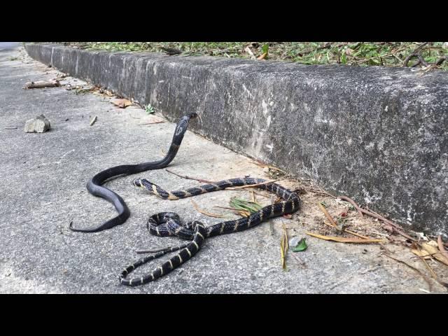 King Cobra meets Chinese Cobra