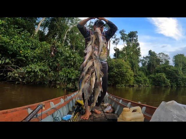 Pancing Sampai Putus Di Hajar Baung Di Sungai Ini | Mancing Baung Pakai Umpan Kucur, PANEN.!!!