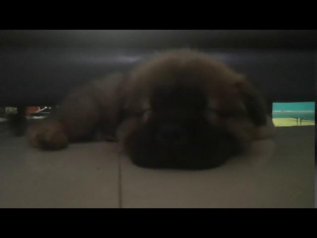 Sleeping brown Chow Chow