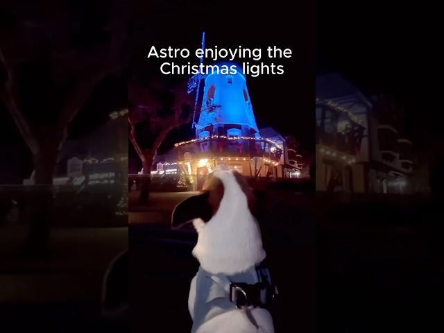 My whole heart   #doglife #dogparents #videooftheday #cutedogvideos #dogvideos #christmaslights