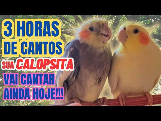 3 Horas de Canto de Calopsita para estimular sua Calopsita a cantar Familia de Calopsita Cantando