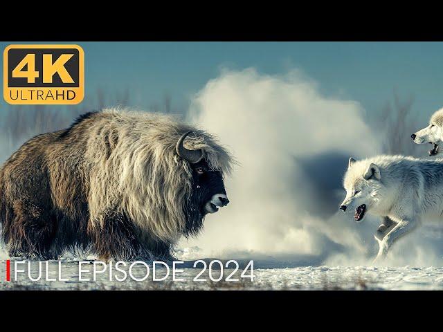 ARCTIC PREDATOR | The Unsung Heroes of the Arctic | Nature Animal Documentary