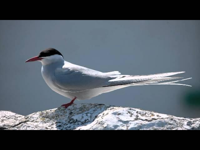 Taking a look at terns 1: Common vs Arctic Tern