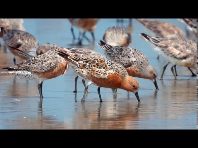 Nature Connections: Wildlife of Kiawah