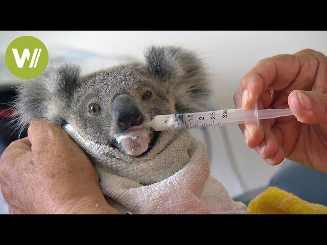 Süßes Koala-Baby wird gefüttert