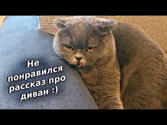 Не понравился рассказ про диван / Смешные животные / злой Британец