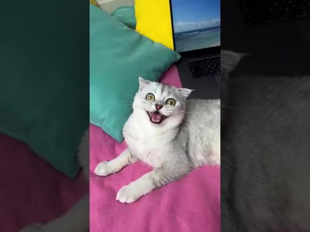 Haaaaahaaaaaa #funny #viral #youtubeshorts #cat