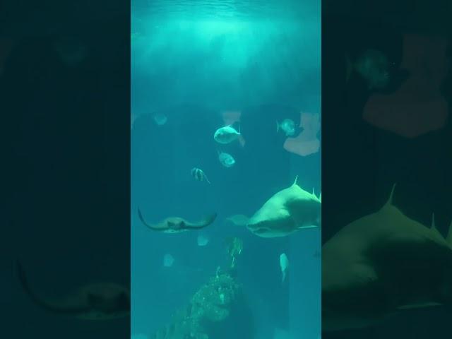 FISHIES#shortvideo #shortsvideo #shorts #short #fish #travel #aquarium #shark #animals #animal