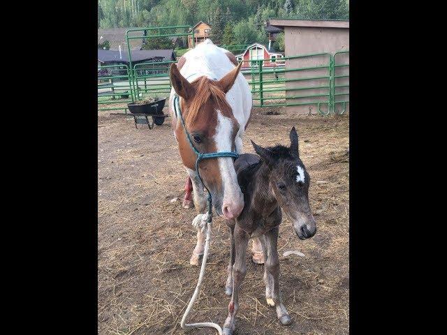 The Story of Alice - C Lazy U Ranch's Baby Horse