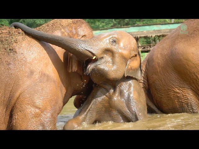 Happy Rescue Anniversary NamThip! - ElephantNews