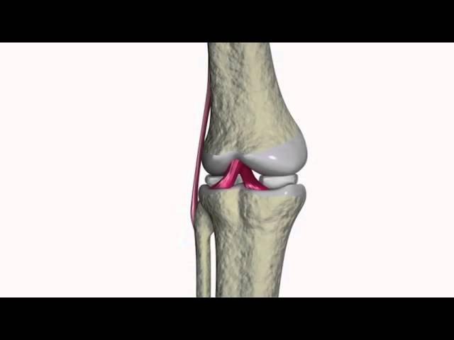 Anatomy of knee pain