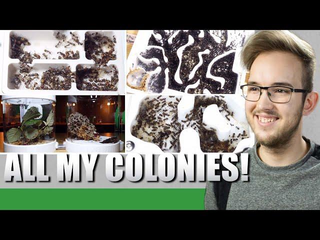 ALL MY ANT COLONIES | Start 2022 - Ant Holleufer