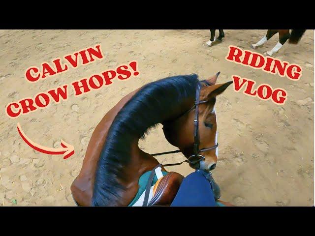 OUR MOST EXCITING LESSON YET! Calvin's Wild Crow Hops | Horse Riding Vlog