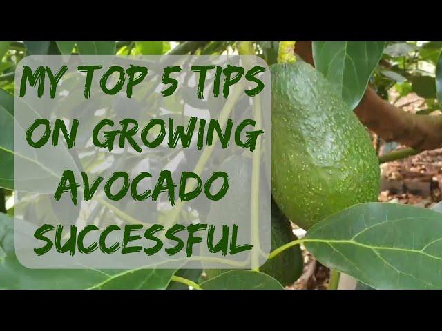 my top 5 tips on growing avocado successful