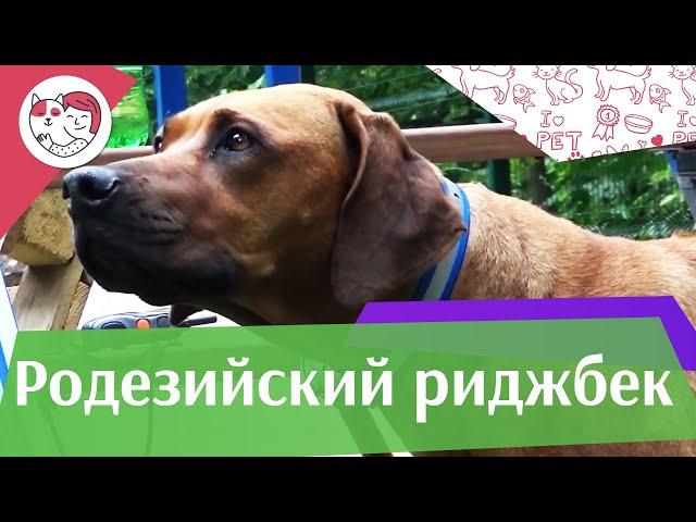 Родезийский риджбек на ilikepet. Особенности породы, уход