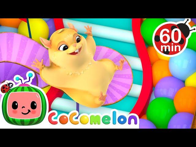 Hamster vs Maze  Hamster's Great Escape!  + MORE CoComelon Nursery Rhymes & Kids Songs