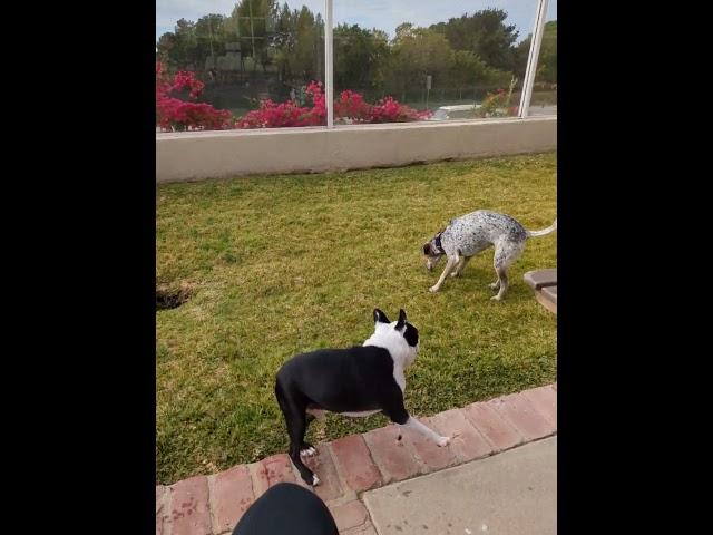 This is how Boston Terriers play (spaz out)