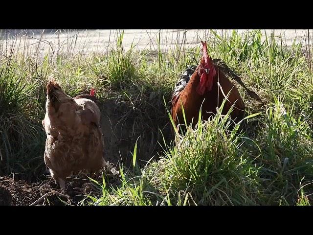 Xo`roz va tovuq.. Cock and hen..Петух и курица