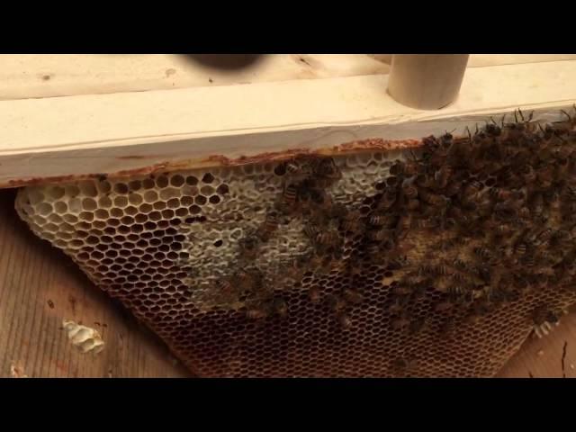 May 2015 Inspection of Hive 1