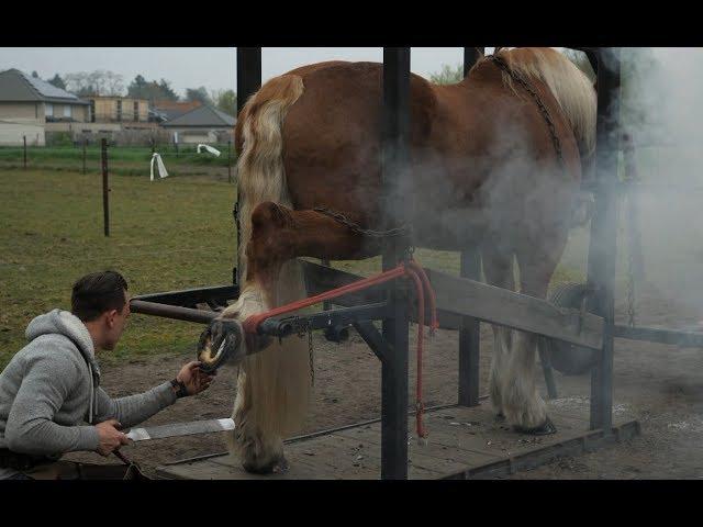 Hot shoeing a draft horse is a tough job. Watch the whole technique in detail.