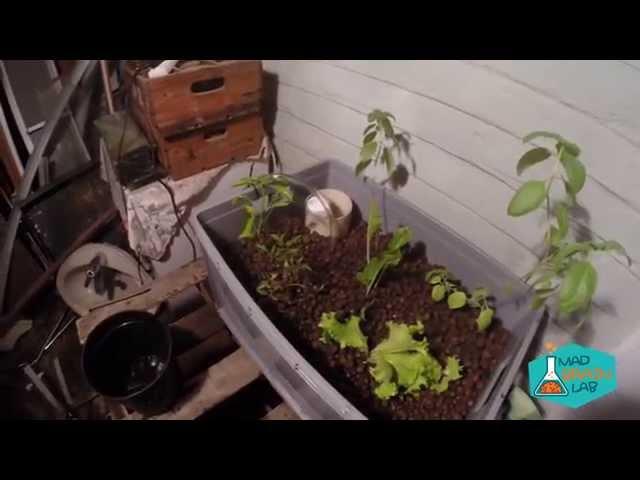 Build Cheap easy aquaponics setup, Quick Aquaponics setup at mad brain lab