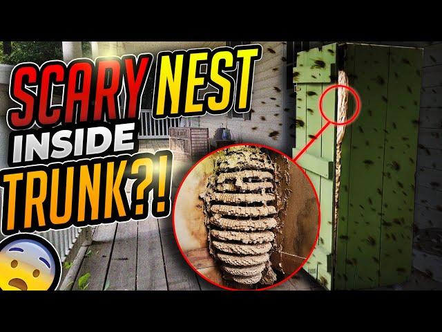 MASSIVE Hornets Nest Inside Trunk! | Pandora's Box Full of Hornets| Wasp Nest Removals