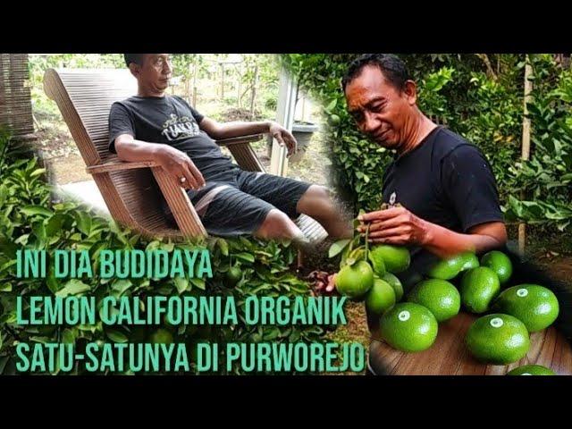 Ini Dia Kebun Lemon California Satu-satunya di Purworejo! Seratus Persen Budidaya Organik!