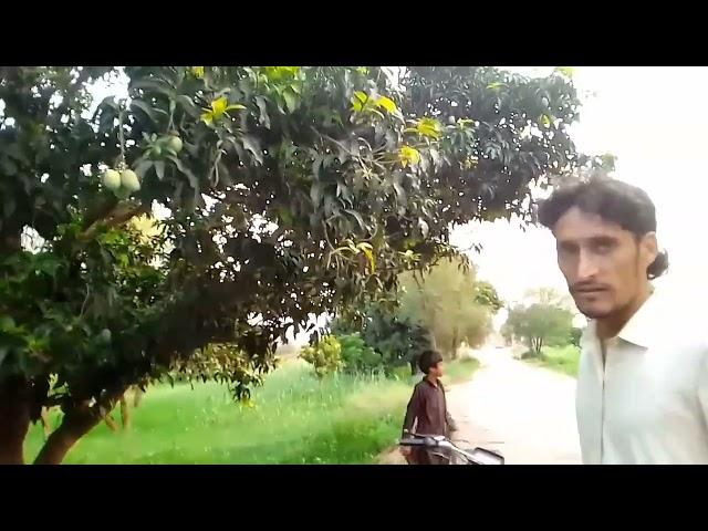 Chounsa Mangoes Amazing Mango in Pakistan Fresh Mangoes Usmania Vlog